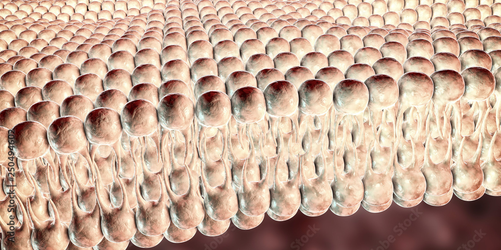 Cell membrane, lipid bilayer, close-up view. 3D illustration Stock ...