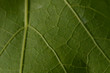 © vicho - Hoja de parra