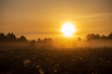 Wall Mural - colorful sunrise sunset in misty summer meadow
