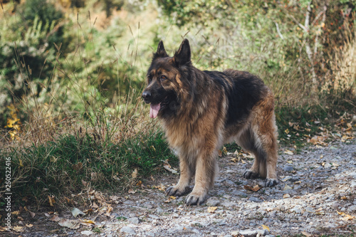 Beautiful Long Haired German Shepherd Dog Walking In The Autumn