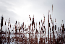 Low Angle View Of Snow Covered Cattails On Field Against Cloudy Sky