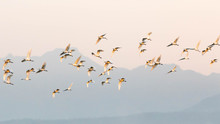 Stork, White Birds Flying Over The Sky With Mountain Landscape