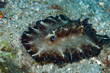 Poster - Discodoris boholiensis Nudibranch