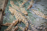Fototapeta  - Group of young crocodiles are basking in the concrete pond. Crocodile farming for breeding and raising of crocodilians in order to produce crocodile and alligator meat, leather, and other goods.