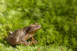 Spring peeper perched on moss - Pseudacris crucifer