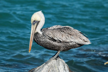 Male Brown Pelicans Perched On A Jetty Rock - Pelecanus Occidentalis