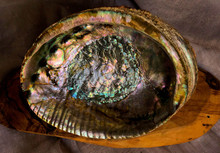 Singular Abalone Shell