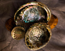 Three Abalone Shells