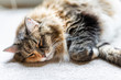 Closeup face of fluffy cute sleepy calico maine coon cat lying on carpet in bedroom or living room with curled paw