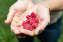 Young Farmer Man Showing Raspberries Ripe Red Berries Macro Closeup In Russia Or Ukraine Garden Dacha Farm With Open Palms Hands And Green Background