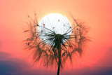 Fototapeta Dmuchawce - dandelion with drops of water against the sky and the setting sun