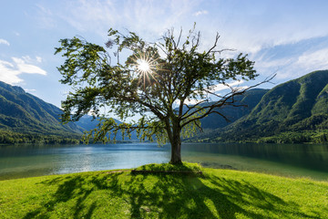 Poster - Lonely old tree at lake Bohinj