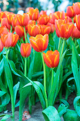 Canvas Print - Red tulips in garden