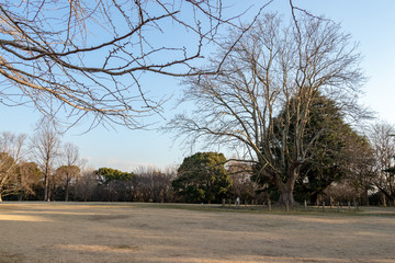 Wall Mural - Aoba no Mori Park in Chiba City, Chiba Prefecture, Japan