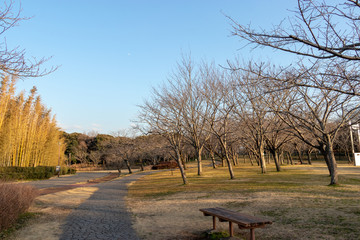 Wall Mural - Aoba no Mori Park in Chiba City, Chiba Prefecture, Japan