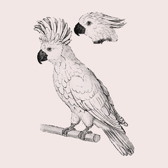 Sticker - Moluccan cockatoo vintage style