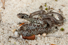Baby Black Racer Snake - Coluber Constrictor