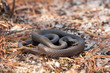 © Hamilton - Northern black racer - Coluber constrictor