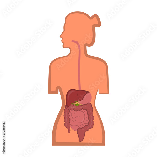 Human Digestive System In A Woman Body Vector Illustration Design Stock Vector Adobe Stock
