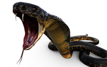  3d Illustration King Cobra The World's Longest Venomous Snake Isolated On White Background, King Cobra Snake, 3d Rendering
