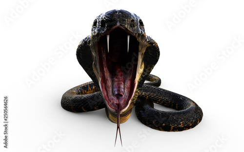 Cuadros en Lienzo 3d Illustration King Cobra The World's Longest Venomous Snake Isolated on White