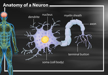 Anatomy Of A Neuron