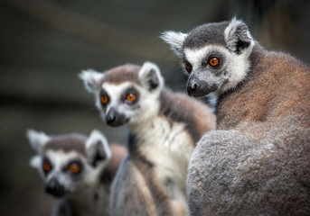 Poster -  Face of  Ring-tailed lemur.