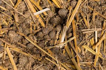 Poster - Rabbit beans - Feces on straw.