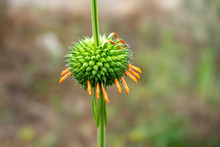 Close Up Of Hallow Stalk Flower.