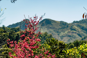 Wild Himalayan Cherry blossom, Chiang Mai, Thailand, olympus omd em 5 mark ii