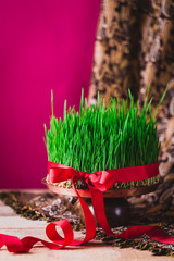 Wall Mural - Green fresh semeni sabzi wheat grass on vintage plate decorated with red satin ribbon against dark pink or red background on national style table cloth, Novruz spring celebration in Azerbaijan