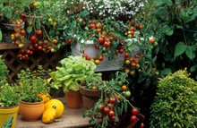 Légumes En Pot Sur Un Balcon