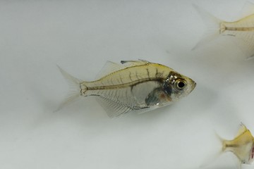 Wall Mural - Indian glassy fish (Parambassis ranga)