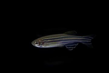 Wall Mural - Zebrafish (Danio rerio) with a black background.
