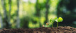 Leinwandbild Motiv Growth Trees concept Coffee bean seedlings nature background Beautiful green