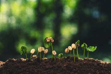 Coffee tree seedling growth Natural background