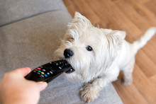 Dog With White Coat Chews The Remote, The West Highland White Terrier