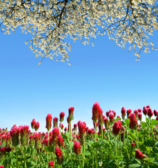 Wall Mural - Field of crimson clovers (Trifolium incarnatum) with flowering branch cherry tree in spring rural landscape.