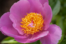 Crimson Flower (rosa Woodsii) In Close-up