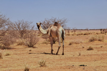 Wall Mural - Naked Musawarat Apedemak Sudan Nubia