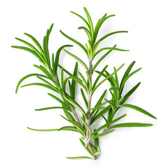 Wall Mural - Freshly picked sprig of rosemary isolated on white from above.