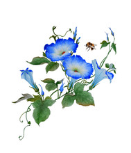 Watercolor With A Flowering Branch Ipomoea. Beautiful Blue Flowers Of Morning Glory, Bumblebee Are Fly Near. Illustration Executed In Traditional сhinese Style, Isolated On White Background.