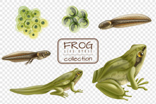 Frog Life Cycle Set 