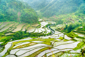 Wall Mural - Banaue Rice Terraces in the rain. UNESCO world heritage in the Philippines