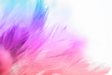 Colorful bird and chicken feathers in soft and blur style for the background, abstract art