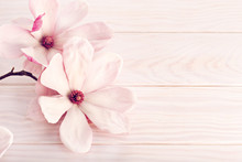 Magnolia Flower On White Wooden Background. Copy Space