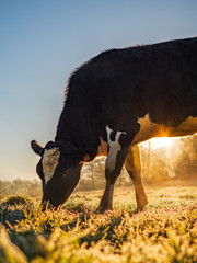 Wall Mural - Génisse dans un pré l'hiver au petit matin, lever du soleil, campagne, agriculture