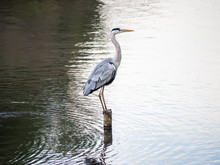 Japanese Heron In A Pond 2