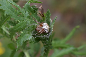spider on leaf