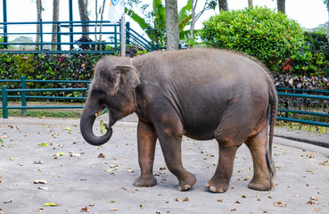 Wall Mural - Elephant in safari park, Bali